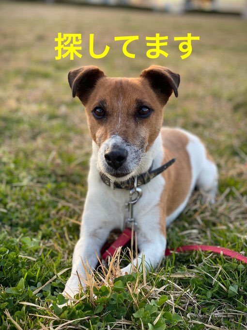 Maigo Chappie Maigo Chappie 迷子犬 4 14 火 23時頃 自宅 岡山市 中区 から飛び出してしまい行方不明になりました 警察署 保健所には届出済みです 心当たりがありましたら ご連絡よろしくお願い致します 名前 チャッピー オス10歳 犬種 雑種っぽい
