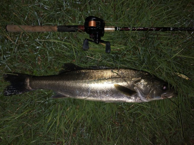 フィッシュマンcrane Hill Cranehill2 何とか休みに一本 体高もあり 厚みのある筋肉質 シーバス Shimano シマノ スコーピオンdc カルコンdc フィッシュマン ビームス リプラウト78ml Fishman ジャドー 邪道 ヨレヨレ Nitter