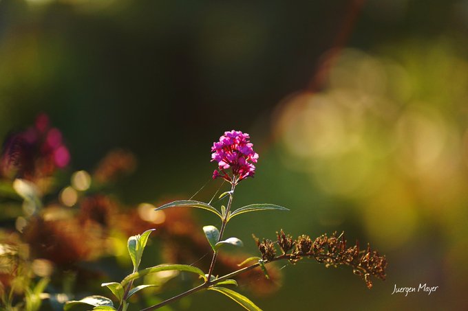 Juergen Mayer Jm Sport 秋の花 Autumn Flowers Photography Flower Colour Coffee Pics Naturelovers Naturephotography Pictures Sonyaz Sony Greenpass Gardenersworld Garden 秋元真夏 花怜 ドイツ Nitter