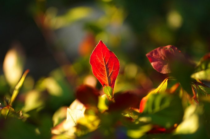 Juergen Mayer Jm Sport 秋の花 Autumn Flowers Photography Flower Colour Coffee Pics Naturelovers Naturephotography Pictures Sonyaz Sony Greenpass Gardenersworld Garden 秋元真夏 花怜 ドイツ Nitter