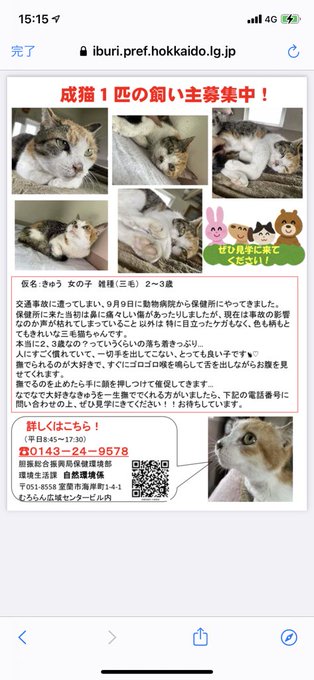 北海道 保健所 里親募集 Apple20130506 室蘭保健所さん 可愛いポスターができていました 交通事故に遭い 9月9日に動物病院からやってきた きゅうちゃん はすごく人馴れした女の子で なでなで好きの落ち着いた性格のようです 拡散希望 保健所 北海道