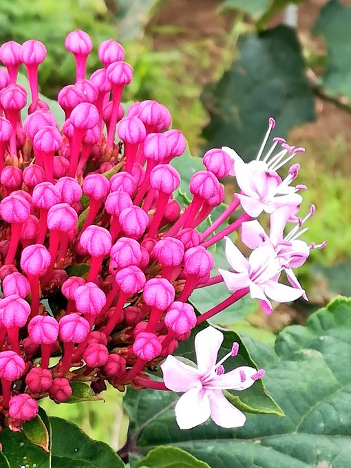 Hanaikoi Hanaikoi0319 おはようございます とても綺麗なお花ですね 今日もよろしくね ボタンクサギ 花写真 Nitter