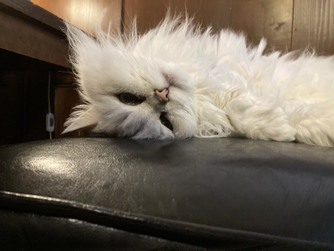 Cloud Nineの猫たち Cloud9nine Cats 目を開けて寝てるのか 起きてるのか 大丈夫なのかわからない そんな時はやっぱり撫でて生存確認してしまいます ゲルダお嬢様 そんな怖い顔で寝ないで下さい N ゴロゴロ音 ひっくり返り寝 お昼寝 大阪 東三国 猫 Cloud Nineの猫たち Cloud9nine Cats 目を開けて寝てるのか 起きてるのか 大丈夫なのかわからない そんな時はやっぱり撫でて生存確認してしまいます ゲルダお嬢様 そんな怖い顔で寝ないで下さい N ゴロゴロ音 ひっくり返り寝 お昼寝 大阪 東三国 猫