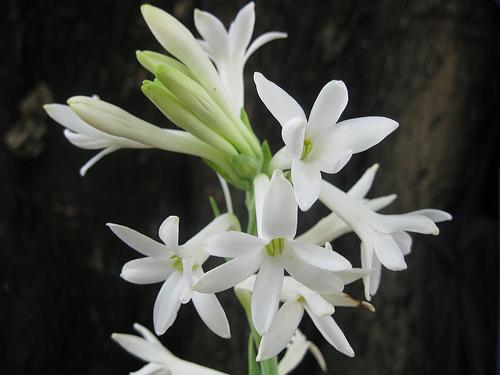 金色のヤタ 事実整頓 Konjikinoyata 02 今日の花と花言葉は 花 アガパンサス むらさきくんしらん 花言葉 恋の訪れ ヤタ言葉は ヤタさんてカッコイイ V 366日の花と花言葉 Nitter