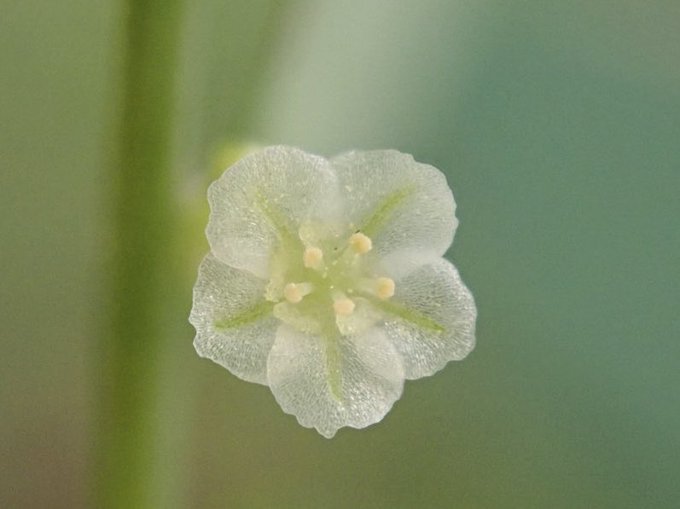 山と溪谷社いきもの部 Yamakei Ikimono Mauritian Wildlife Org Donat Nitter