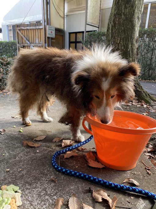 まかいの牧場 公式 Makaino Farm 拡散希望 迷い犬 保護しています 年12月2日 12時40分頃 静岡県富士宮市のまかいの牧場敷地内で迷い犬を保護しました シェルティの女の子 年齢不詳 恐怖心はなく飼い主さんに優しく愛情込めて育てられたのがわかる