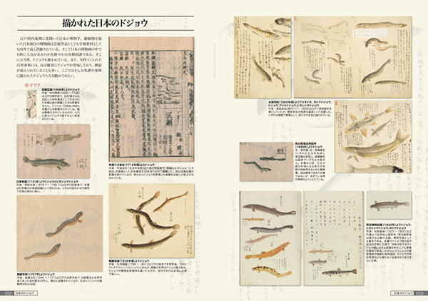 オイカワ丸 Oikawamaru 幼少時から淡水魚飼育が趣味だったドジョウ 好きの研究者が日本全国回って研究してその成果を含めてなかば自らのためにつくったドジョウ図鑑です 写真は内山りゅうさんですので 美しいドジョウ 写真集としても楽しめます 日本のドジョウ