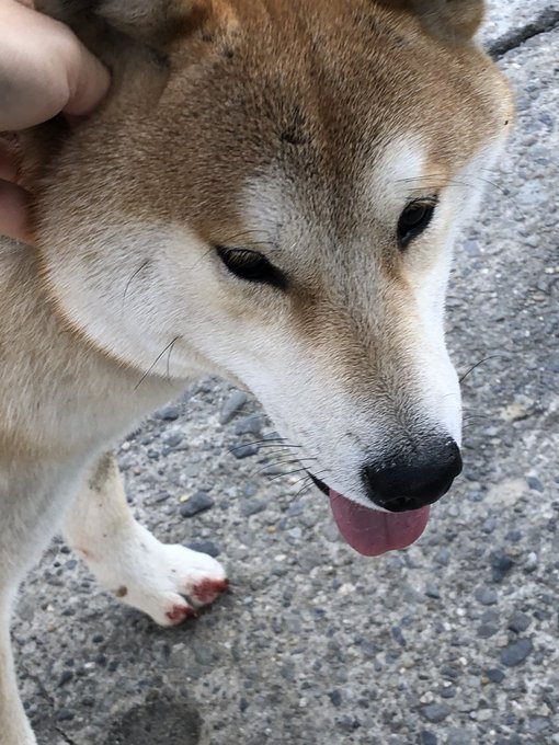 アノ Bawcjkn9rvuggzf 千葉県香取郡神崎町で迷子の犬に出会いました 芝犬の成犬です 赤い首輪をしています 事故にあったため前足を少し怪我しています 人には慣れているようで警戒して逃げたりはしませんでした 心当たりの方は神崎町役場へ連絡をお願い アノ Bawcjkn9rvuggzf 千葉県香取郡神崎町で迷子の犬に出会いました 芝犬の成犬です 赤い首輪をしています 事故にあったため前足を少し怪我しています 人には慣れているようで警戒して逃げたりはしませんでした 心当たりの方は神崎町役場へ連絡をお願い
