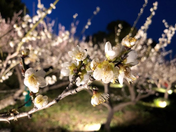 森千明 Morimorichaaan 梅のライトアップって なんとも幻想的 ライトアップは 3月5日 6日 7日も実施されます 佐布里池 梅 知多市 佐布里池梅まつり ウメコン Flowers はなまっぷ 花好きな人と繋がりたい 写真好きな人と繋がりたい カメラ