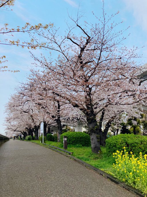 Khoshal Qara Aslan 今年のお花見 さくら 昨日は隅田川 今日は海老川 川沿いの桜並木を散策 どっちも見頃 川の大きさの違いが出て楽しい 隅田川桜 隅田リバーウォーク スカイツリー 海老川ジョギングロード さくら橋 Nitter