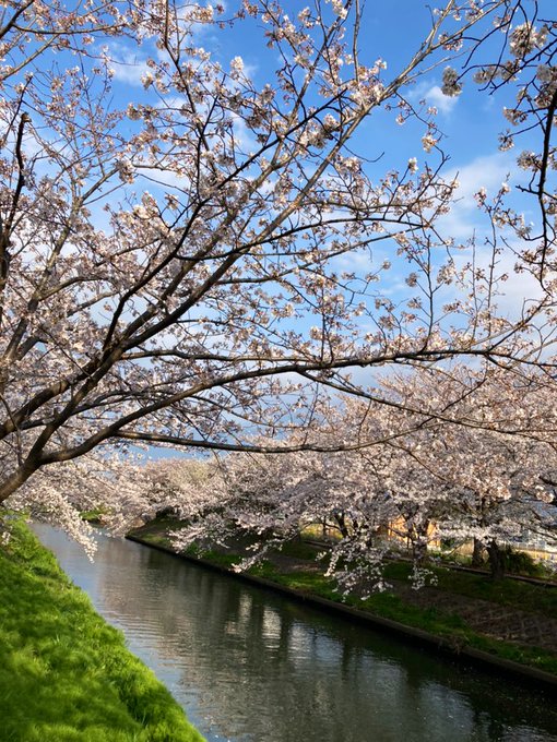 Khoshal Qara Aslan 今年のお花見 さくら 昨日は隅田川 今日は海老川 川沿いの桜並木を散策 どっちも見頃 川の大きさの違いが出て楽しい 隅田川桜 隅田リバーウォーク スカイツリー 海老川ジョギングロード さくら橋 Nitter