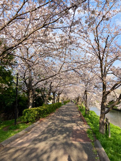 Khoshal Qara Aslan 今年のお花見 さくら 昨日は隅田川 今日は海老川 川沿いの桜並木を散策 どっちも見頃 川の大きさの違いが出て楽しい 隅田川桜 隅田リバーウォーク スカイツリー 海老川ジョギングロード さくら橋 Nitter