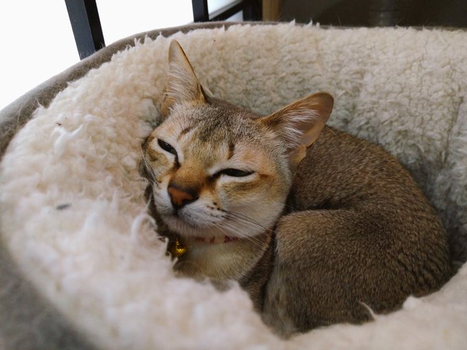 保護猫カフェ鶴橋店 元保護猫カフェマンチカン Manchituruhashi Nitter 保護猫カフェ鶴橋店 元保護猫カフェマンチカン Manchituruhashi Nitter
