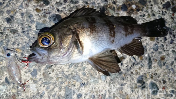 Mark Lures Marklures 昨夜はメバル探索 前日からの急な冷え込みの影響か ポイントの立ち回りが悪いのか 多分後者 干潮から満潮まであちこち回るもメバルからのコンタクトは全くなし Tdt 空も明るくなりかけた頃 最後の最後にテスト中のレジン製 ペンシル Mark Lures Marklures 昨夜はメバル探索 前日からの急な冷え込みの影響か ポイントの立ち回りが悪いのか 多分後者 干潮から満潮まであちこち回るもメバルからのコンタクトは全くなし Tdt 空も明るくなりかけた頃 最後の最後にテスト中のレジン製 ペンシル