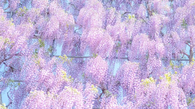 Chidori Books Chidoribooks Nitter Chidori Books Chidoribooks Nitter