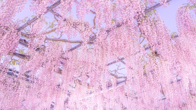 Chidori Books Chidoribooks Nitter Chidori Books Chidoribooks Nitter