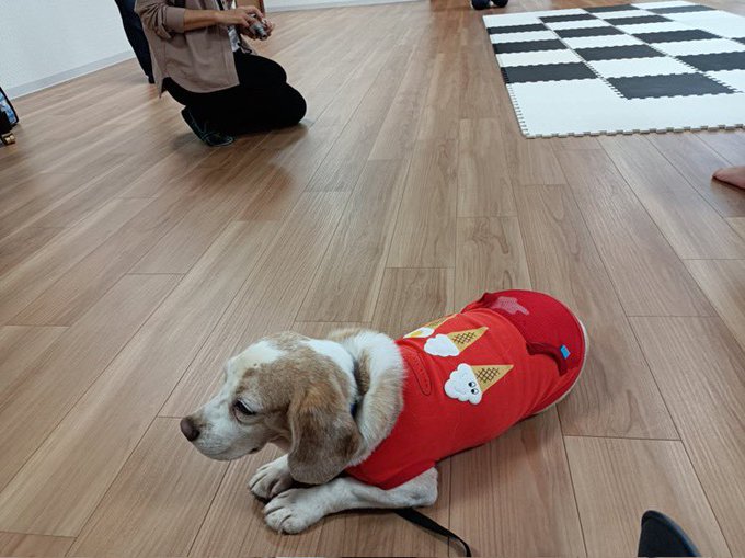 マミ 0147mami セラピー犬訓練中のエルサちゃんです お写真は許可を得てお借りしました 来月あたり上野動物園で見かけることがあると思いますが 入園者の方の大切なパートナーです 園から許可され入園できる子です 見かけても 優しく温かく見守って