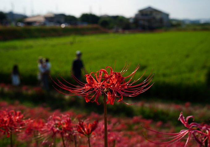 エネゴり 覇動 Peko Cookie 半田市 矢勝川 彼岸花 曼珠沙華 地獄花 天蓋花 幽霊花 狐花 狐の松明 狐のかんざし Nitter エネゴり 覇動 Peko Cookie 半田市 矢勝川 彼岸花 曼珠沙華 地獄花 天蓋花 幽霊花 狐花 狐の松明 狐のかんざし Nitter