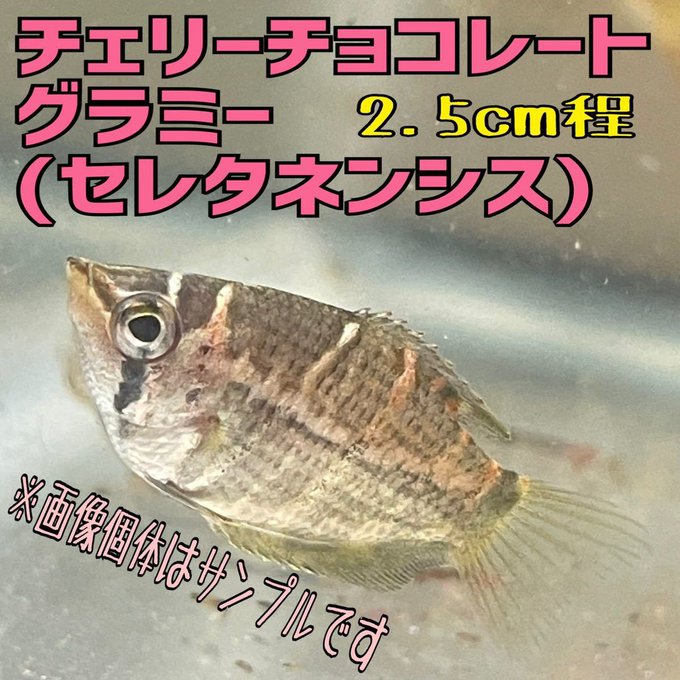 高い素材 熱帯魚 チョコレートグラミー 約2 3cm 1匹 Shipsctc Org