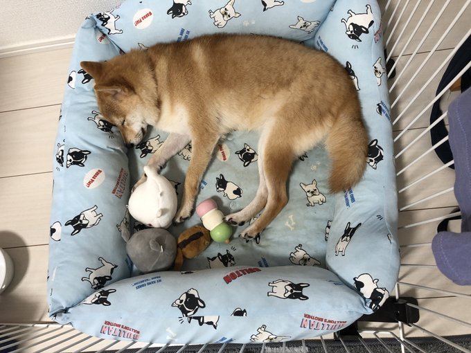 彩桜 Syota 3104 今月24日曜日に飼っていた犬が行方不明になってしまいました まだ見つかってません 山梨県甲斐常葉でいなくなりましたが 昭和の方で目撃情報があったのでぜひ気にかけてもらうと嬉しいです 迷子犬 柴犬 豆柴 山梨県 甲斐常葉 昭和