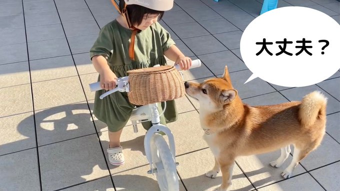 柴犬りんご郎 Ringoro119 ストライダーを練習する娘をひたすら追いかける柴犬 Nitter