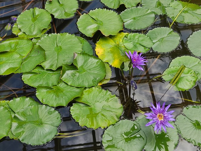 イチゴ君 W 伊豆で 狩り We Like Ichigo 透き通るような蓮の花 泥の中で咲く一輪の花は仏教のあり方を表していると 泥の中から美しく凛と咲かせる姿に元気をもらいました 神代植物公園 仏の心 Nitter