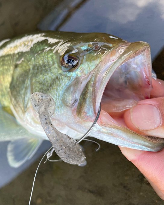 Keita Fish Keita9 Nitter