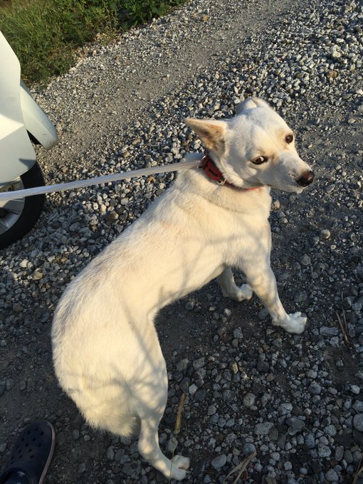 Satsukiϵ 8 Tsuji Satsukitsuji 採水してたら寄ってきた迷子犬を採水紐とじゃがりこを駆使して保護 警察に預けたが対応が酷すぎる 私が 拾った のではなく 保護 したのは モノ ではなく 命 なんです と珍しく もないが 軽くキレてしまった ら Satsukiϵ 8 Tsuji Satsukitsuji 採水してたら寄ってきた迷子犬を採水紐とじゃがりこを駆使して保護 警察に預けたが対応が酷すぎる 私が 拾った のではなく 保護 したのは モノ ではなく 命 なんです と珍しく もないが 軽くキレてしまった ら