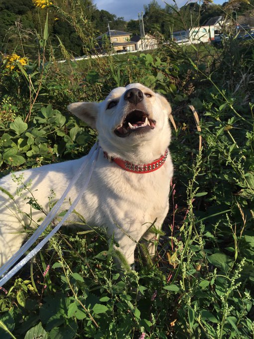 Satsukiϵ 8 Tsuji Satsukitsuji 採水してたら寄ってきた迷子犬を採水紐とじゃがりこを駆使して保護 警察に預けたが対応が酷すぎる 私が 拾った のではなく 保護 したのは モノ ではなく 命 なんです と珍しく もないが 軽くキレてしまった ら Satsukiϵ 8 Tsuji Satsukitsuji 採水してたら寄ってきた迷子犬を採水紐とじゃがりこを駆使して保護 警察に預けたが対応が酷すぎる 私が 拾った のではなく 保護 したのは モノ ではなく 命 なんです と珍しく もないが 軽くキレてしまった ら