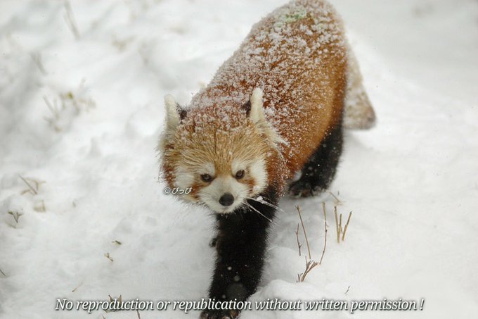 ぴっぴ Curledtails お分かりだとは思いますが 行 雪 です Nitter ぴっぴ Curledtails お分かりだとは思いますが 行 雪 です Nitter