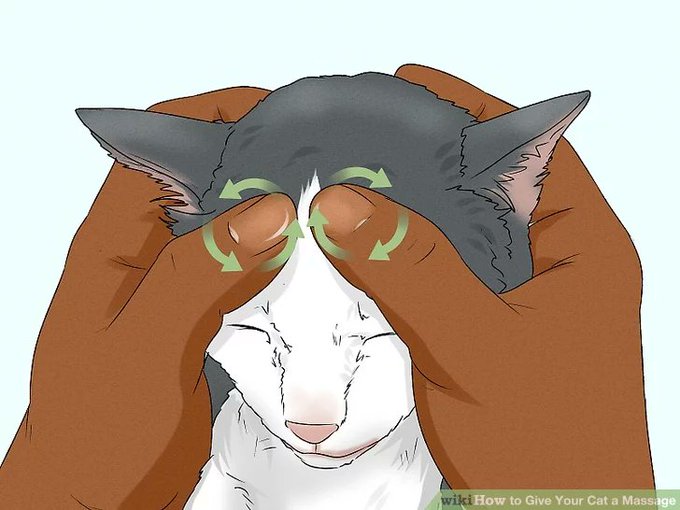 White Cannibal Queen Terpsycute Alors Ca Semble Peut Etre Un Peu Bete Mais Si Vous Avez Un Chat Qui Aime Ca Que Vous Connaissez Ses Limites Prenez 15min Jour Pour Le Masser Et Le