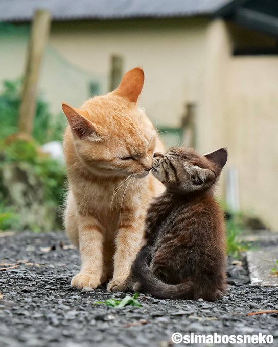 Simabossneko Simabossneko 重版出来 キス猫 すりすり ぎゅっ と セレクション Kiss Cuddle Cats Selection 写真集 キス猫 すりすり ぎゅっ と 重版が決定 重版が決まりましたのも 購入してくださったみなさまのおかげです 本当に