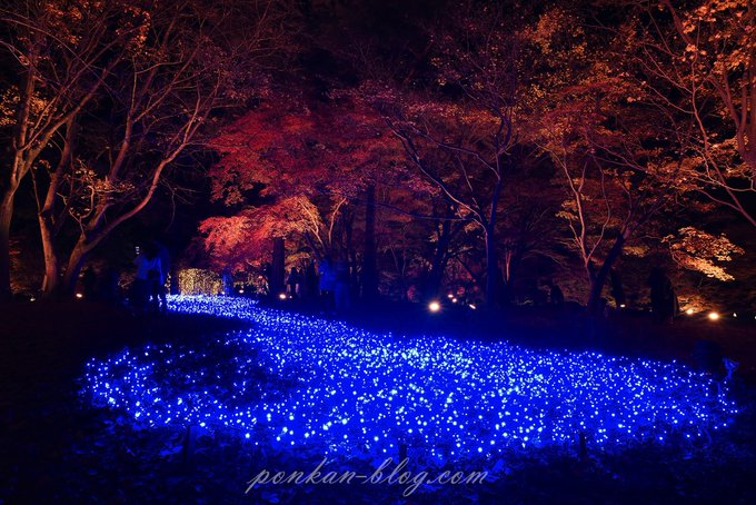 ぽんかん Pon Kan Photo 埼玉を流れる荒川を表現しているのではなく天の川らしい Ai Af Nikkor 24mm F 2 8d レンズ評価の細かいことはよく分からん 紅葉 国営武蔵丘陵森林公園 紅葉見ナイト ライトアップ イルミネーション カメラ好きな人と繋がり