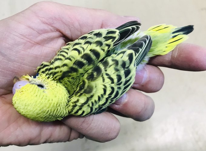 Aqua Animal Freedom アクア アニマル フリーダム Aquaanimalfree1 座間店にジャンボセキセイのヒナ入店してます ジャンボセキセイインコ ジャンボセキセイ ジャンボセキセイインコ販売 セキセイインコ販売 スーパービバホーム座間 ビバペッツ座間 ビバ Aqua Animal Freedom アクア アニマル フリーダム Aquaanimalfree1 座間店にジャンボセキセイのヒナ入店してます ジャンボセキセイインコ ジャンボセキセイ ジャンボセキセイインコ販売 セキセイインコ販売 スーパービバホーム座間 ビバペッツ座間 ビバ