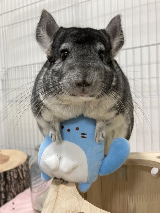 チンチラのこまると飼い主ぷにに Komaruuuuuu あたらしいおともだち つぶらな瞳の動物園 ちんちら チンチラ Nitter チンチラのこまると飼い主ぷにに Komaruuuuuu あたらしいおともだち つぶらな瞳の動物園 ちんちら チンチラ Nitter