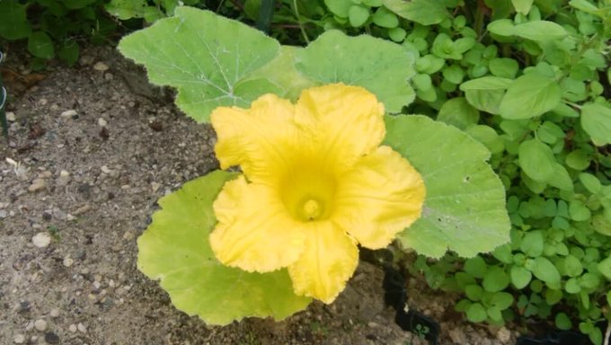 金色のヤタ 事実整頓 Konjikinoyata 今日の花と花言葉 花 ゆず 花言葉 健康美 汚れなき人 ヤタ言葉は ヤタさんは汚れなきひと V Nitter