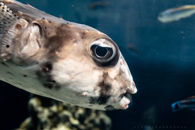 A Alphasharkphoto 葛西臨海水族園のハリセンボンの仲間たち 1 イシガキフグ 2 ヒトヅラハリセンボン 3 サザン グローブフィッシュ 4 ネズミフグ Nitter