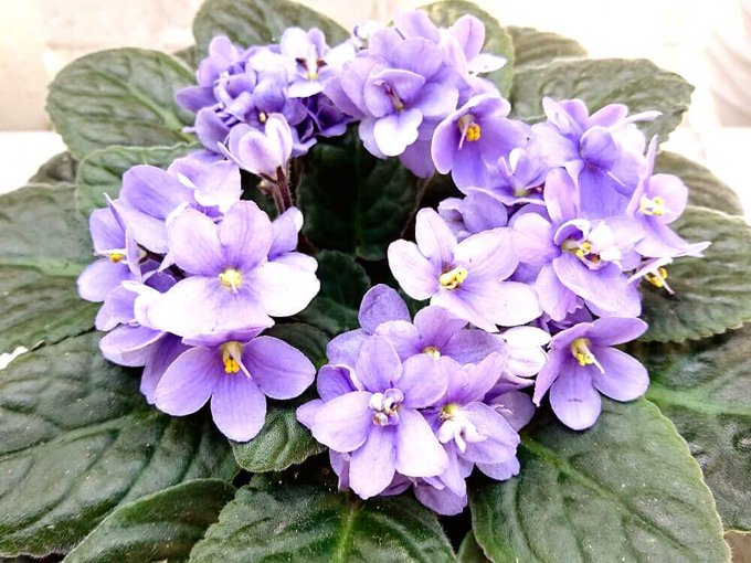 金色のヤタ 事実整頓 Konjikinoyata 今日の花と花言葉 花 ゆず 花言葉 健康美 汚れなき人 ヤタ言葉は ヤタさんは汚れなきひと V Nitter