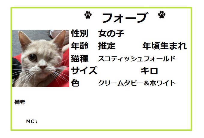 保護猫カフェ鶴橋店 ２階 元保護猫カフェマンチカン Manchituruhashi 里親募集 スコティッシュフォールド フォーブ １歳くらい 診察にて推定年齢を出して頂きます おめめウィンクちゃん めちゃめちゃ可愛い 性格も良さそうです 面会お待ちし