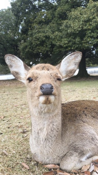 鹿達の日常 Nara Deer Channel Naradeerphots ウインクする小鹿ちゃん 奈良の鹿 写真好きな人と繋がりたい 動画はこちら Youtube Com Shorts 4noztfnvvl4 Feature Share Nitter 鹿達の日常 Nara Deer Channel Naradeerphots ウインクする小鹿ちゃん 奈良の鹿 写真好きな人と繋がりたい 動画はこちら Youtube Com Shorts 4noztfnvvl4 Feature Share Nitter