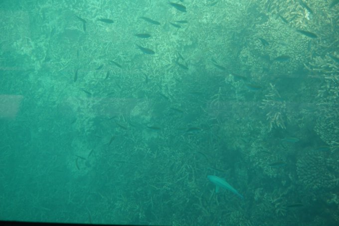 とーふ ひとり旅 Tofu Tourist 過去旅 石垣島の旅 その7 竹富島 つづき グラスボートで海の中を覗いてみました 魚たちが良く見えて 楽しめました スキューバとかやったこと無いけど きっときれいなんだろうなぁ 旅の思い出 沖縄 石垣島 竹富島