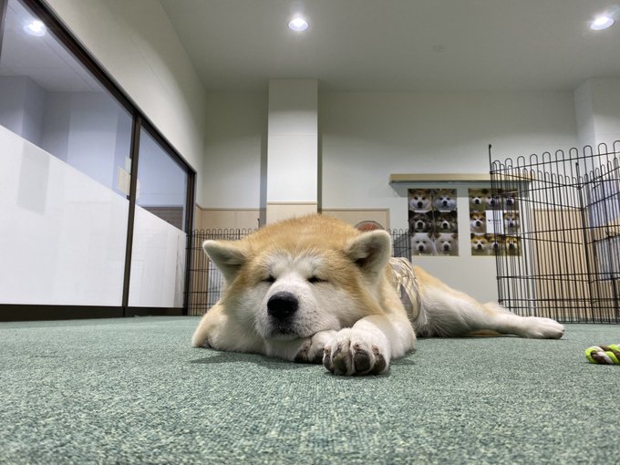 秋田犬の里 公式 Odate Akitainu 本日12月29日 水 午後の部 13 15 16 45 は 赤毛の男の子 ハチくん 7歳 と 茶々丸 ちゃちゃまる くん 7ヶ月 がお出迎え中です お昼寝タイムですね Come Say Hello Hachi 7y O Chachamaru 7m O Friendly