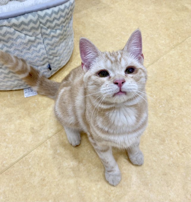 保護猫カフェ鶴橋店 ２階 元保護猫カフェマンチカン Manchituruhashi 里親募集 アメリカンショートヘア メルゥ 6ヶ月 とても人懐っこくて活発な男の子 仔猫であることに加え アメショーなので 運動神経抜群のヤンチャさんです 瞼の内反があり 涙