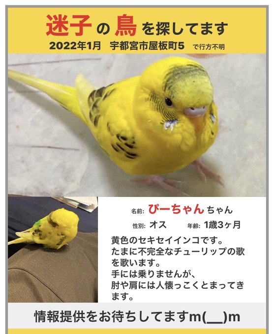 Hd Rs2525housedr ロストペットjp セキセイインコ 迷子 宇都宮市 インターパーク近辺 新年早々 愛鳥のインコが逃げ てしまいました ガン治療で気落ちしていた母が可愛がっている大切な家族なので 可能な限り見つけてあげたいです ショックだったようで寝込ん