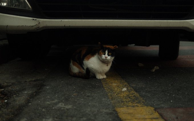 ふん Hoona1006 仕事中にかわいい猫 日本人と繋がりたい フィルムカメラ Nitter