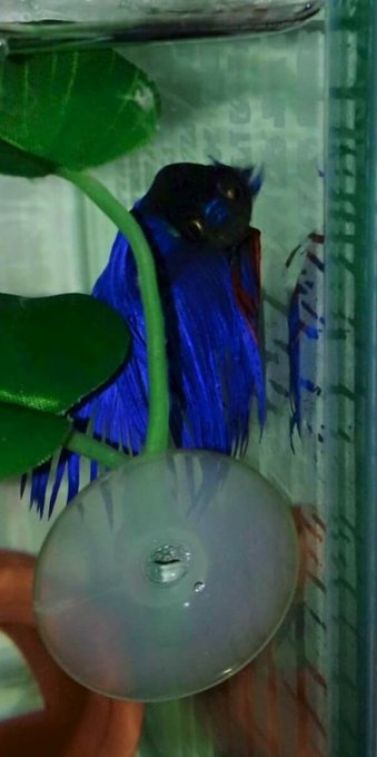 ぷちくん Lineスタンプ販売中 Petitkun16 歴代のベタの成功と失敗 初代 熱帯魚ショップで買った30cm水槽セット ライトとフィルターのセット で飼育 ホームセンターで買ったプラスチック素材っぽい人工水草を入れたら先がトゲトゲしていて引っ掛けた