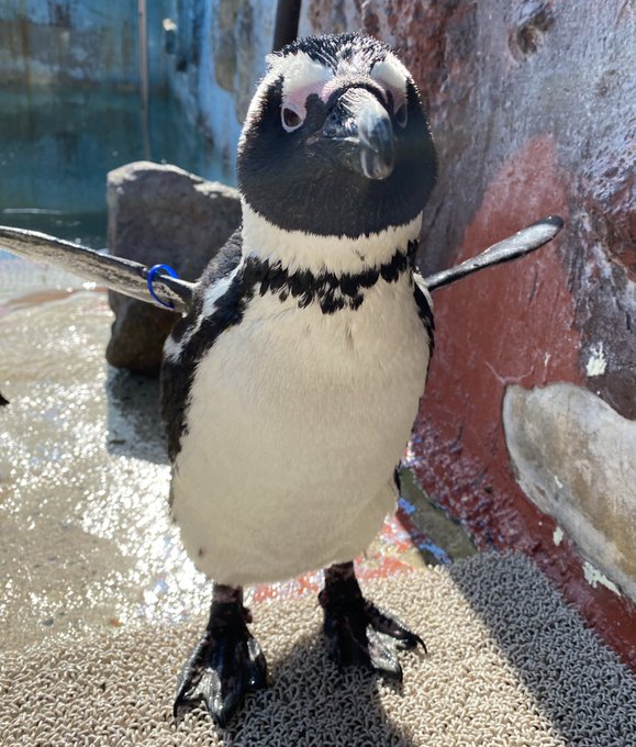 東北サファリパーク サル劇場 公式 Sarugekijo 今日の大野さんは朝は特等席でご飯 をもらい 昼からは泳いだりお昼寝 をしたりしてお誕生日の1日を過ごしていました 東北サファリパーク 大野さん ペンギン大野さん誕生祭 そして Nitter
