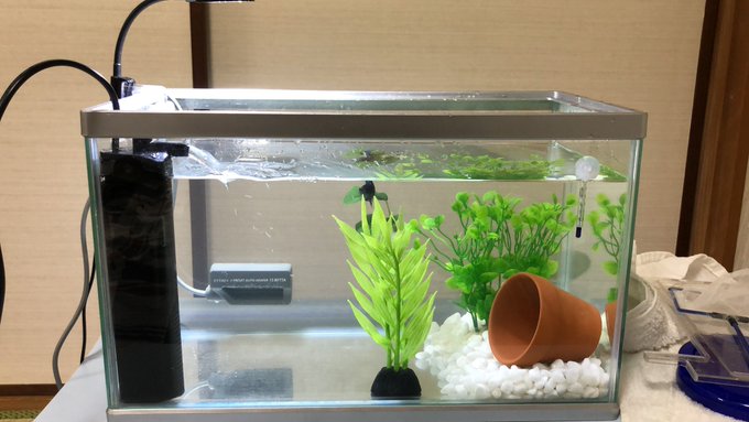 岩ちゃん Love Sae ジモティーで貰ってきた水槽に お引っ越ししたら 速攻で寝たうちのベタ ベタ Nitter