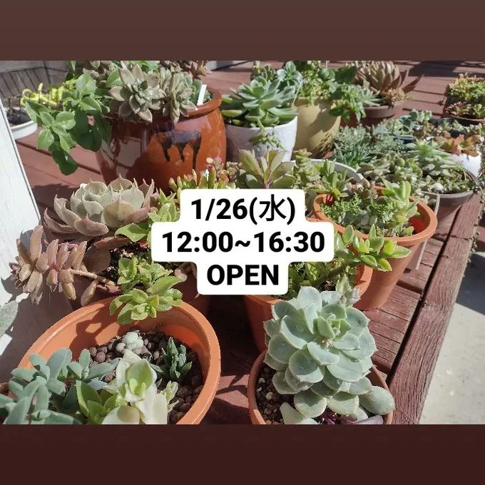 くるるん雑貨店 小林市 Kururun Neco こんにちは 本日も営業しています お時間合いましたらぜひお立ち寄りくださいね 多肉植物 多肉植物寄せ植え 多肉 多肉植物初心者 多肉植物のある暮らし ハンドメイド アクセサリー 布小物 木工 がまぐち くるるん雑貨店 小林市 Kururun Neco こんにちは 本日も営業しています お時間合いましたらぜひお立ち寄りくださいね 多肉植物 多肉植物寄せ植え 多肉 多肉植物初心者 多肉植物のある暮らし ハンドメイド アクセサリー 布小物 木工 がまぐち