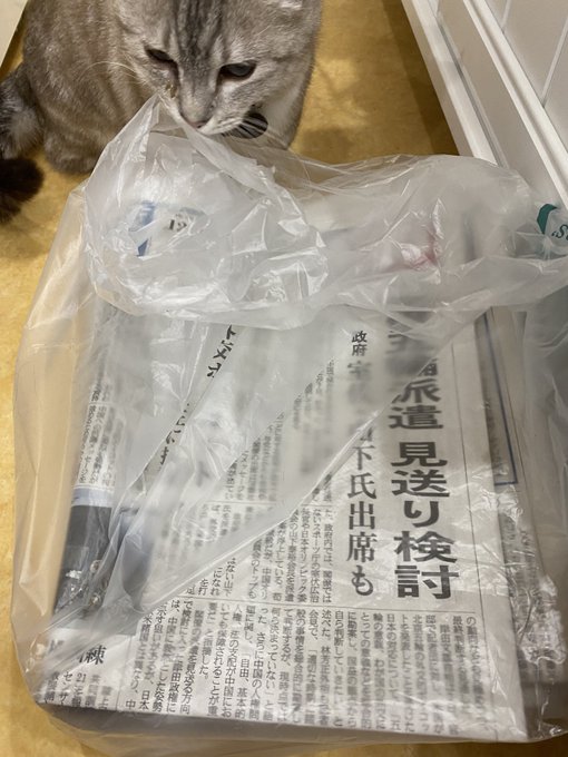 保護猫カフェ鶴橋店 ２階 元保護猫カフェマンチカン Manchituruhashi 新聞紙の支援物資 有難う御座いました まだカフェに出ていない子も多数居ますので 面会ご希望の方はお電話をお願い致します 明日も御来店お待ちしてます 受付の取り合いを